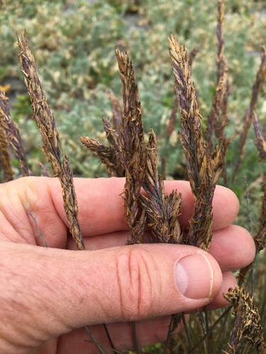 Image of Poa macrantha by (c) Ed Alverson, some rights reserved (CC BY)
