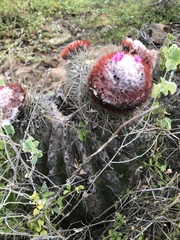 Melocactus intortus