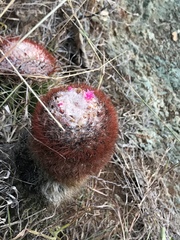 Melocactus intortus