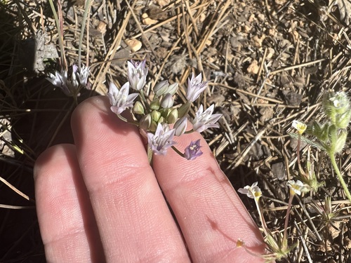 Image of Allium parryi by no rights reserved