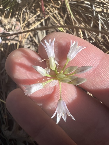 Image of Allium parryi by no rights reserved
