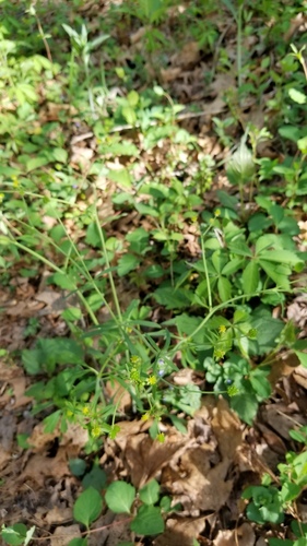 Allegheny Mountain Buttercup (Ranunculus allegheniensis)