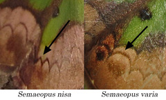 Semaeopus nisa