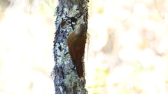 Lepidocolaptes affinis