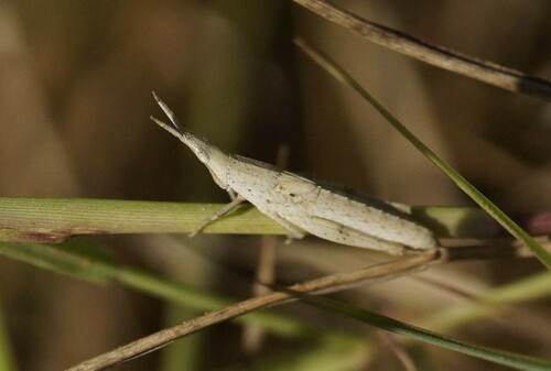 Northern Grass Pyrgomorph photo 2