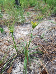 Spiny Flat Sedge (Cyperus hystricinus)