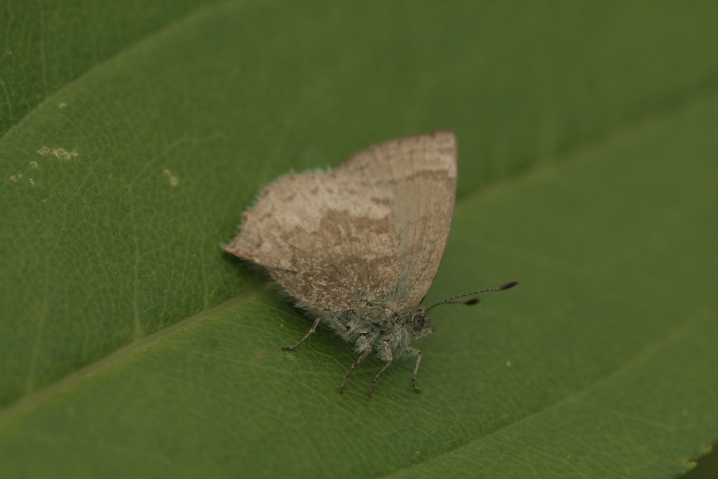 Rhamma arria