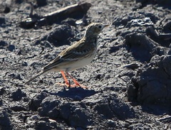 Anthus spragueii