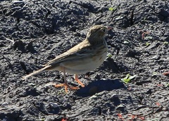 Anthus spragueii