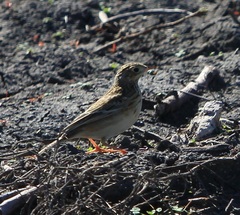 Anthus spragueii