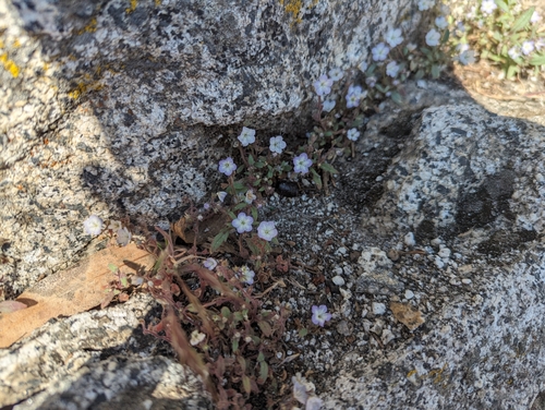 Image of Phacelia eisenii by (c) Zack Abbey, some rights reserved (CC BY)