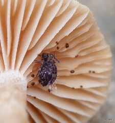 Ptenothrix beta