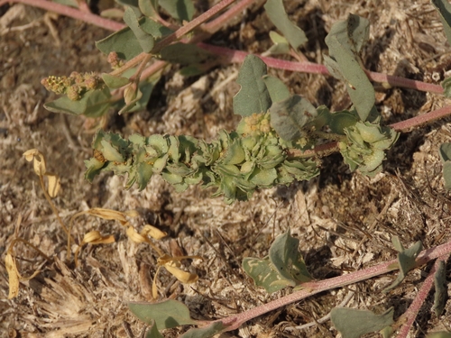Image of Atriplex maximowicziana by (c) chiuluan, some rights reserved (CC BY)