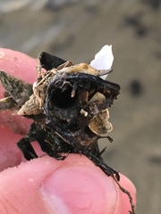 Diopatra cuprea