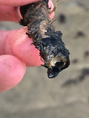 Diopatra cuprea
