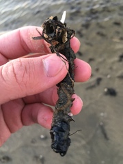 Diopatra cuprea