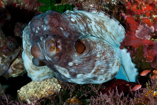 Day Octopus — seen at this dive site