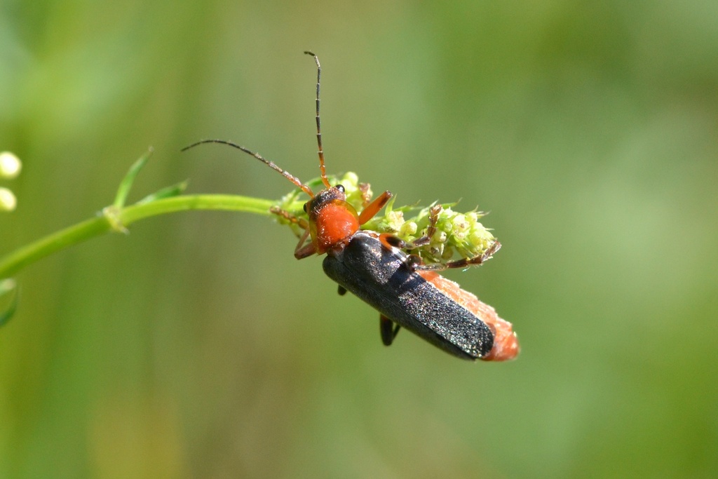 Cantharis from Lučany nad Nisou, Česko on June 18, 2023 at 1054 AM by