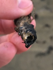Diopatra cuprea