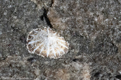 Siphonaria zelandica
