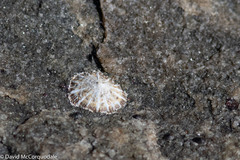 Siphonaria zelandica