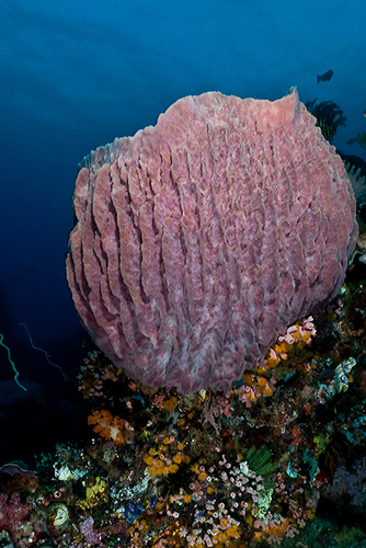 Barrel Sponge