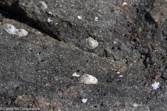 Siphonaria zelandica