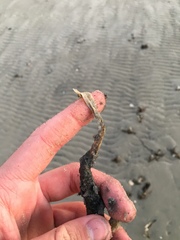 Diopatra cuprea