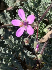 Erodium cicutarium