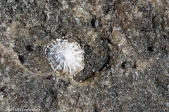 Siphonaria zelandica