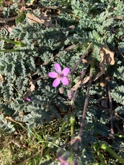 Erodium cicutarium