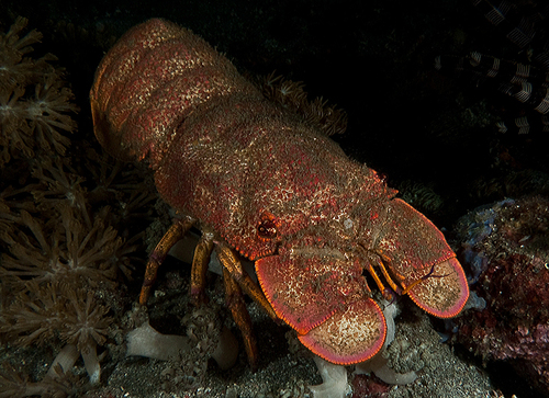 Scyllarides squammosus (H.Milne-Edwards, 1837)