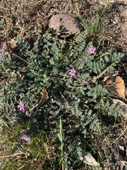 Erodium cicutarium