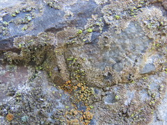 Tingiopsidium sonomense