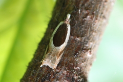 Ancylis discigerana