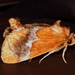 Yellow-shouldered Slug Moth - Photo (c) John Guerin, some rights reserved (CC BY-NC), uploaded by John Guerin