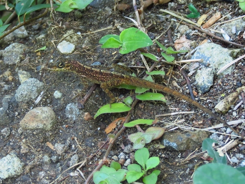 Anolis roquet