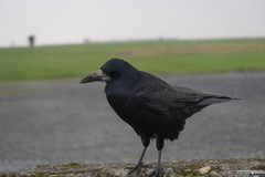 Corvus frugilegus
