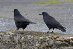 Corvus frugilegus