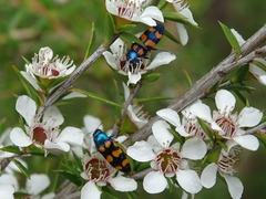 Castiarina bicolor