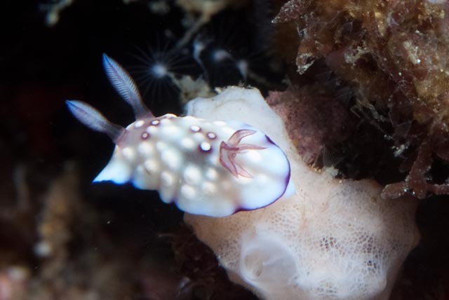 Bus Stop Nudibranch