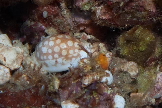 Sieve cowrie