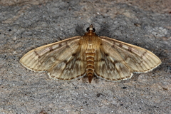 Herpetogramma thestealis