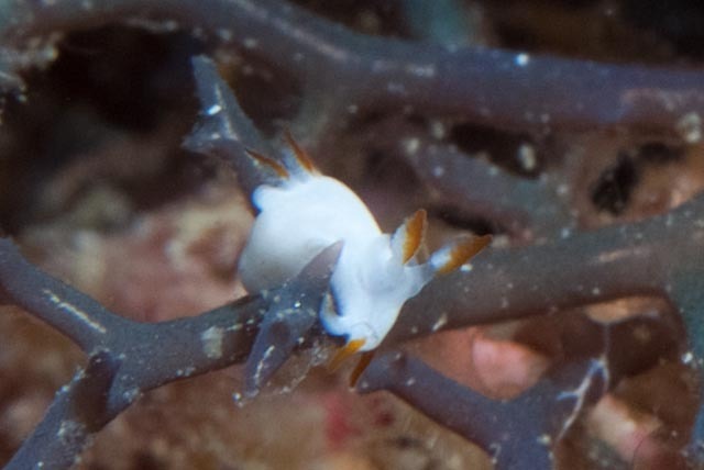 Orange-edged Pump Dorid