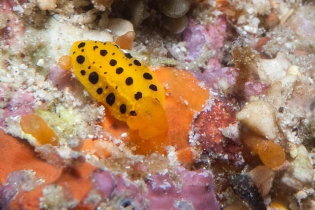 Polkadot Nudibranch