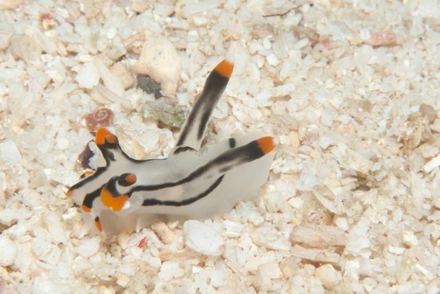 Thecacera picta