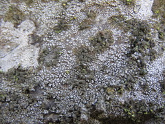 Tingiopsidium sonomense