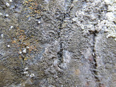 Tingiopsidium sonomense