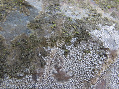 Tingiopsidium sonomense