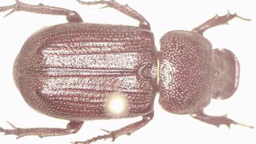 Cryptodus obscurus